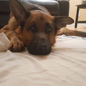 Meet your Posher, Natasha